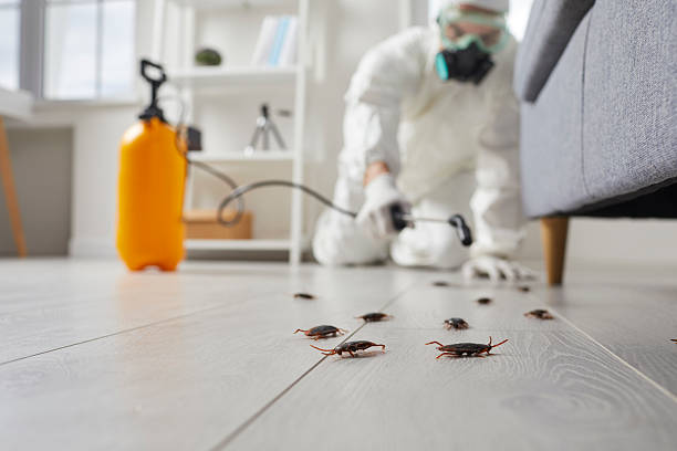 Commercial Kitchen Cockroach Control in Seven Oaks